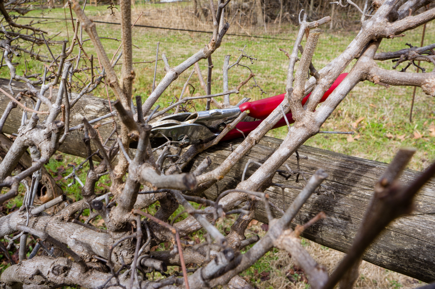 Pruning Shears Heavy Duty